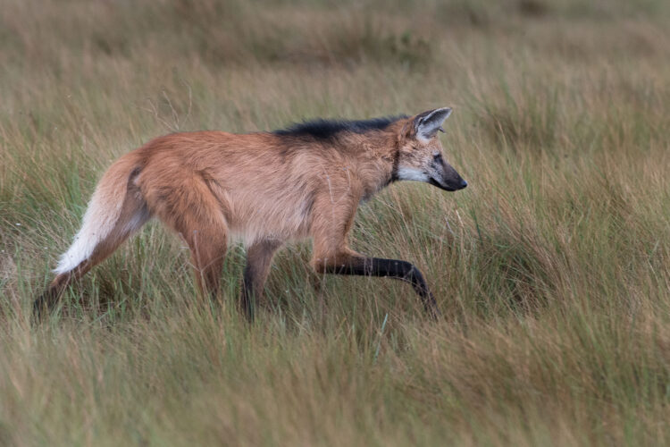 Lobo-guará (Chrysocyon brachyurus) registrado em encontro inesquecível no Parque Nacional da Serra da Canastra, em São Roque de Minas (MG). Foto: Victor Chahin