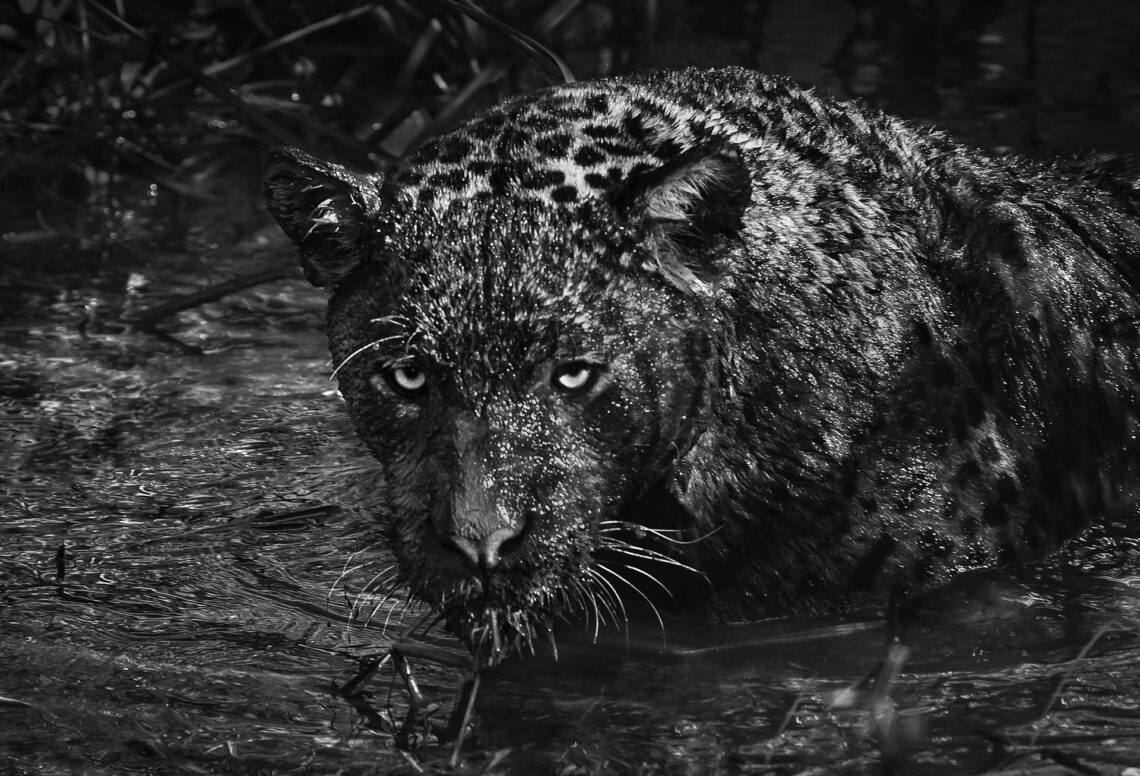 O meio ambiente em tons de cinza