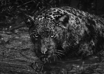 O meio ambiente em tons de cinza