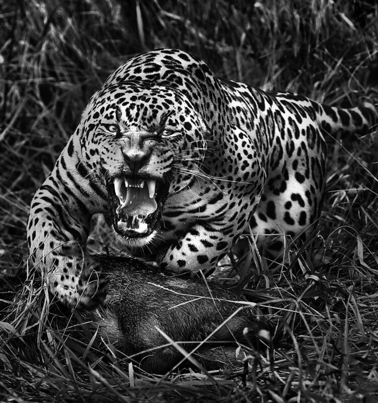 A onça feroz e sua presa: o maior felino das Américas se tornou uma  especialidade de Araquém Alcântara. Foto: Araquém Alcântara