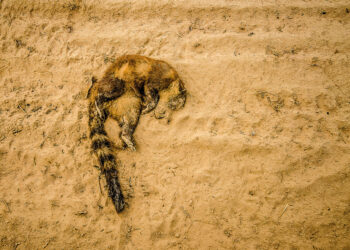 João Paulo Guimarães: ver a morte de perto