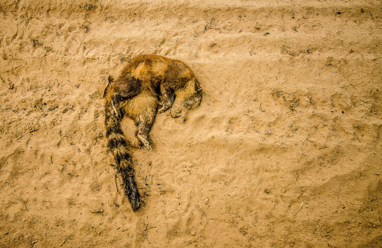 A morte de centenas de animais silvestres, como o quati acima, é um dos efeitos dos incêndios sem controle no Pantanal. Foto: João Paulo Guimarães