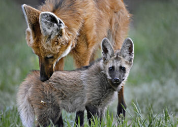 Adriano Gambarini: A vida como ela é