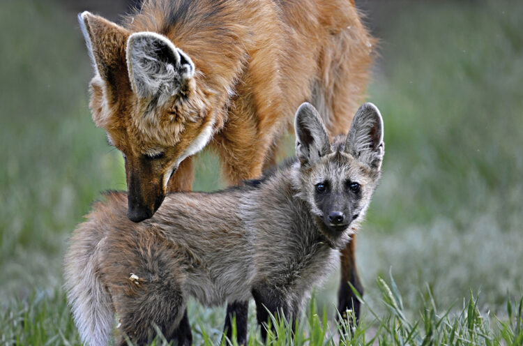 Uma foto rara de um lobo-guará fêmea com seu filhote: fotógrafo passou 15 anos documentando a espécie. Foto: Adriano Gambarini