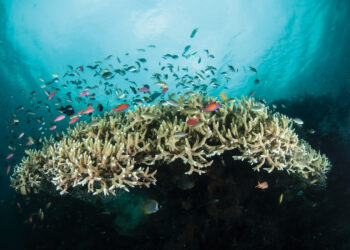 A natureza das mulheres