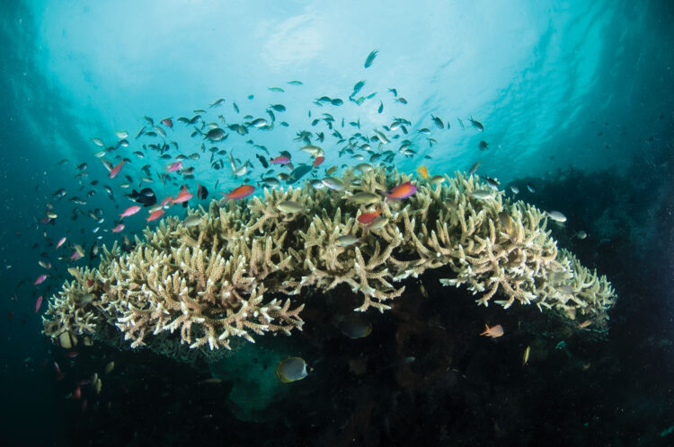 Imagem captada por Denise Greco, que se especializou em fotografia subaquática