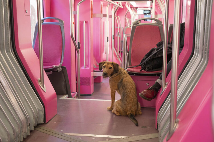 Em contraste com o interior de um caminhão de transporte de bovinos a
matadouros, um cachorro ao lado de sua tutora olha para o fotógrafo de dentro
de um VLT em Genebra, na Suíça. 2020