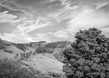 Mata Atlântica Sufocada