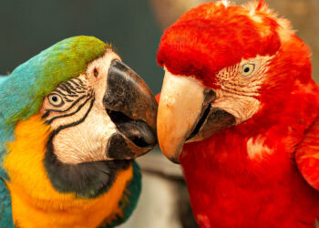 Reintrodução de psitacídeos no Cerrado brasileiro