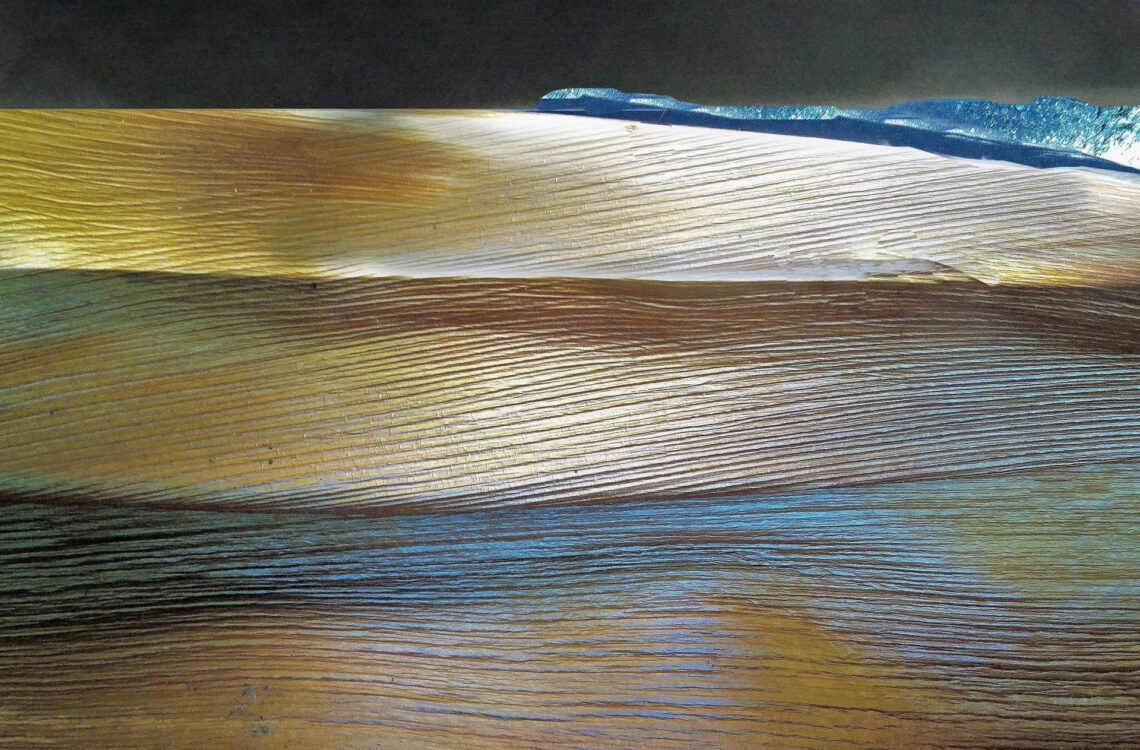 Folha da palmeira imperial