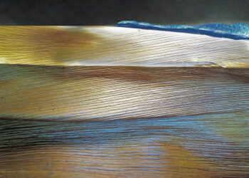 Folha da palmeira imperial