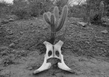 A seca que assombra o sertão nordestino