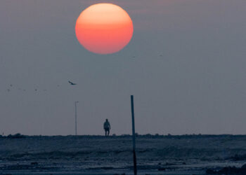 Um Biólogo Marinho em Abu Dhabi