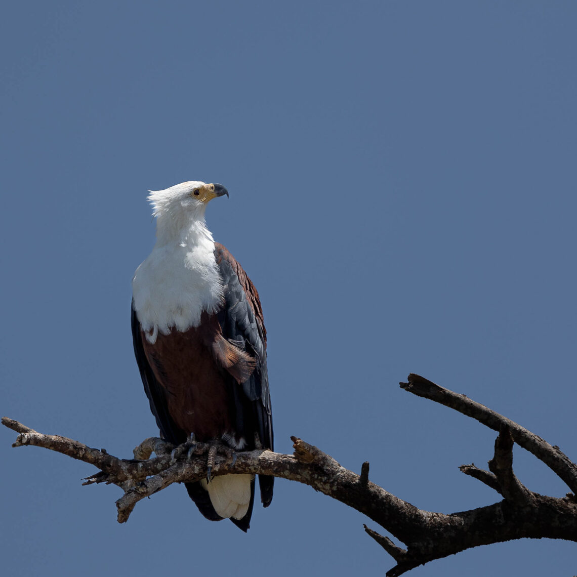 Águia-pescadora-africana