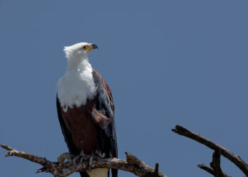 Águia-pescadora-africana