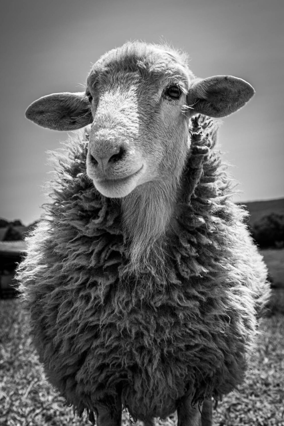 Sorriso Monalístico