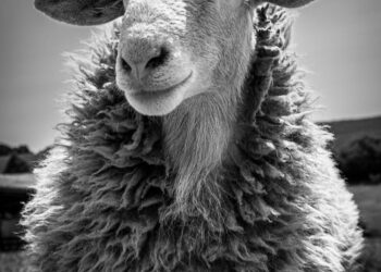 Sorriso Monalístico