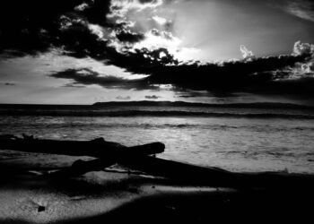 As árvores são o elo essencial da vida