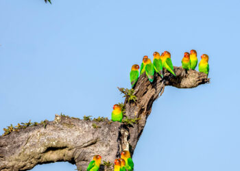 Inseparáveis-de-Fische