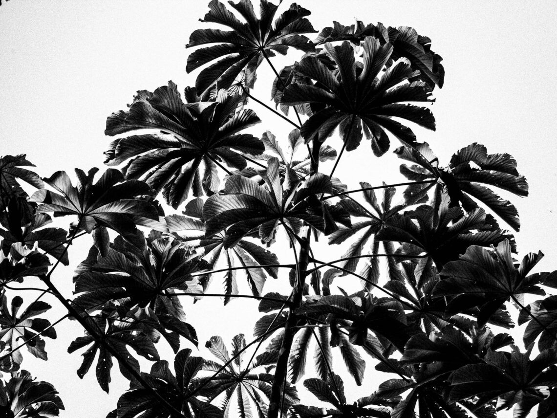 Homenagem a Gertrudes Altschul