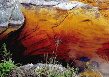 Abstrações da Natureza em Amarelo