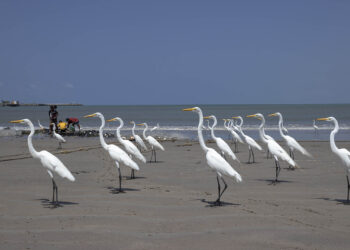 Nem tudo que cai na rede é peixe