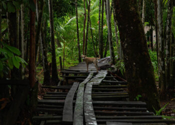 Caminhos e Paisagens do Curuá