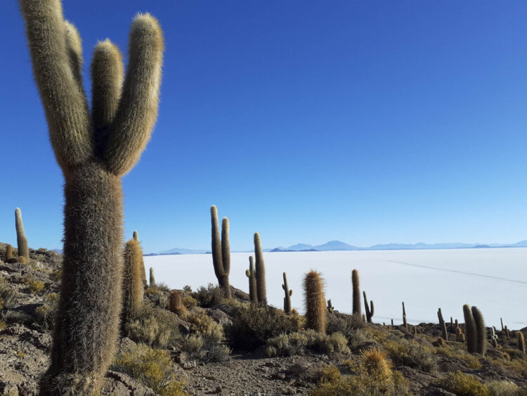 cactos no deserto