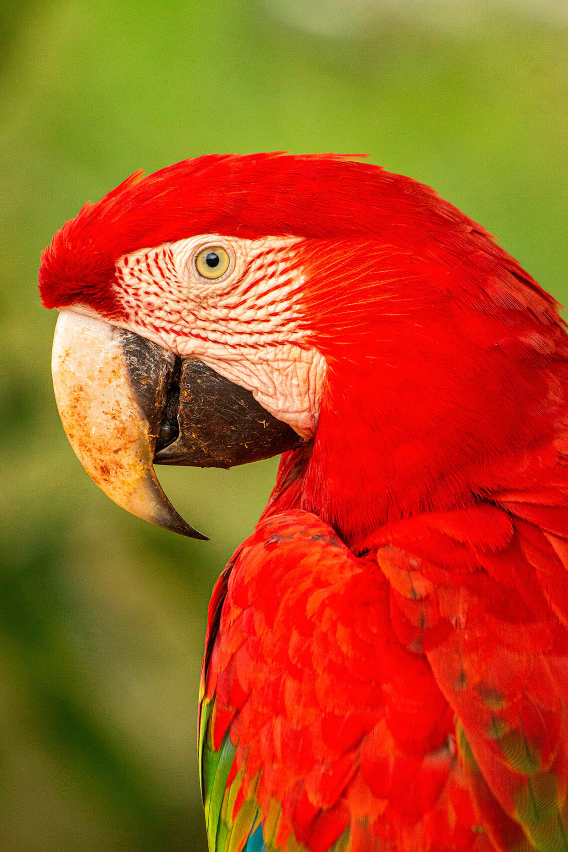 Retrato da arara-vermelha