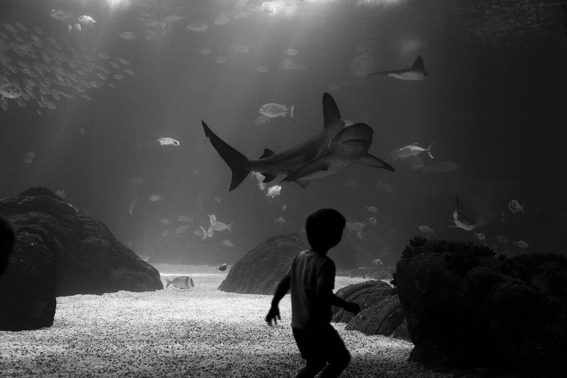 O menino e o tubarão