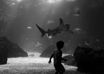 O menino e o tubarão