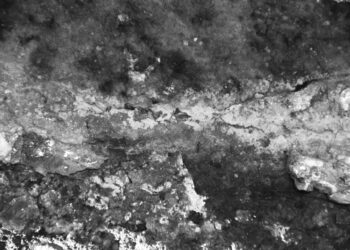 Vestígios de um Cardume