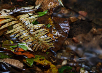 Espírito das águas