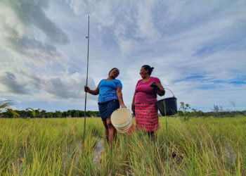 Meninas-mulheres Marisqueiras