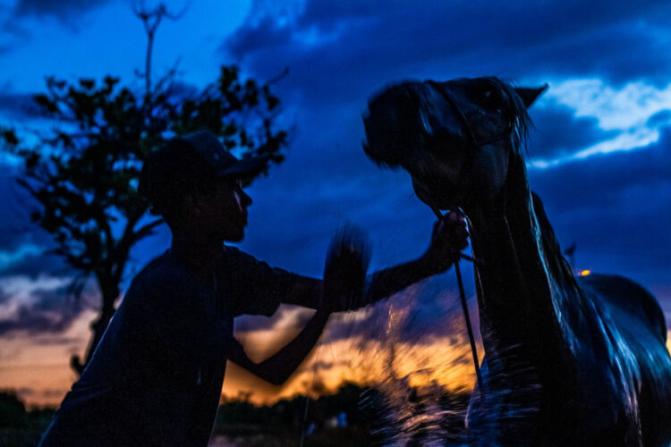 O MENINO E O CAVALO, Delta do Parnaíba, 2018 Série: No Intenso Agora
Contra a luz do entardecer, a silhueta de um menino de boné lavando seu cavalo ao fim do dia emerge na paisagem. O céu se torna pesado de azul, com o sol despontando em tons de laranja no horizonte distante. É o fim do dia na ilha Grande de Santa Isabel, um momento sereno e poético onde a conexão entre o menino e seu cavalo se funde harmoniosamente com as cores vibrantes da natureza. Esta imagem é um testemunho da simplicidade e beleza da vida cotidiana nas comunidades ribeirinhas do Delta do Parnaíba. Imagem do Portfólio Peixes Racionais de Gelson Catatau, finalista do Prêmio Portfólio FotoDoc 2024.