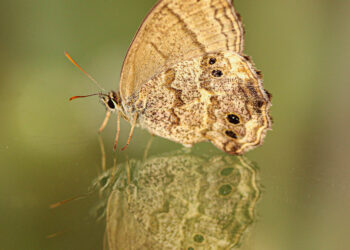 Reflexos e Reflexões