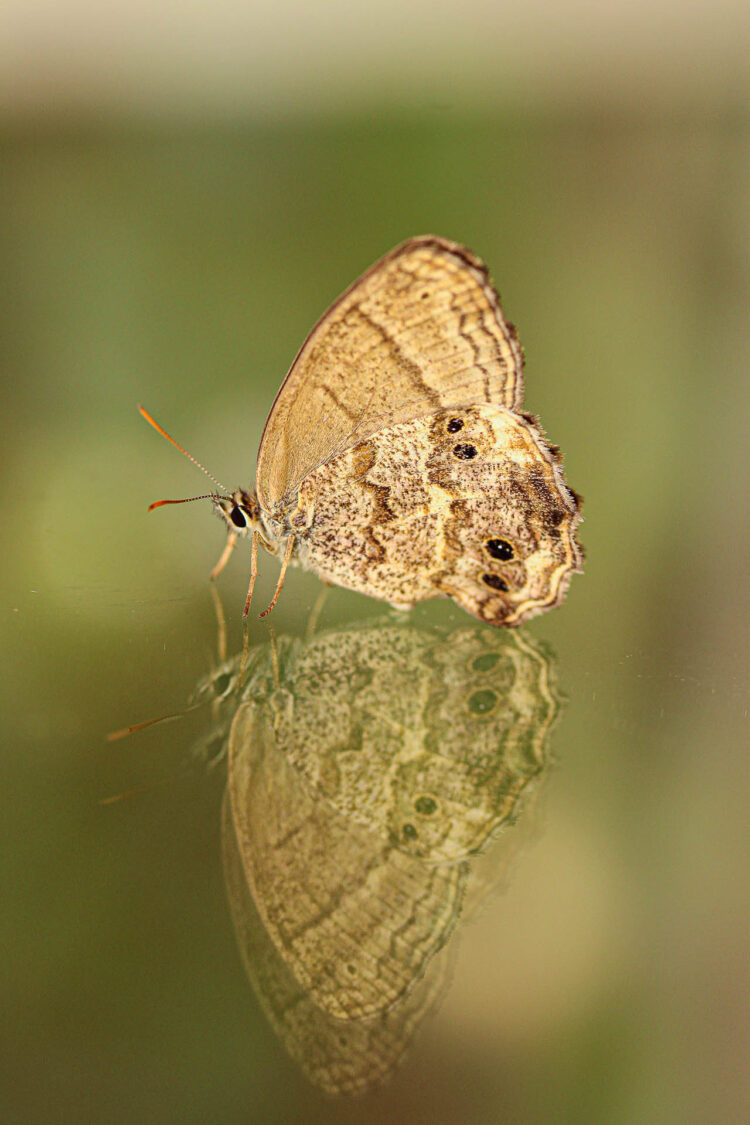 Carminda paeon