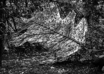 A Natureza e Suas Formas