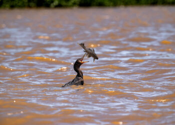 O Embate entre o Biguá e o Cascudo