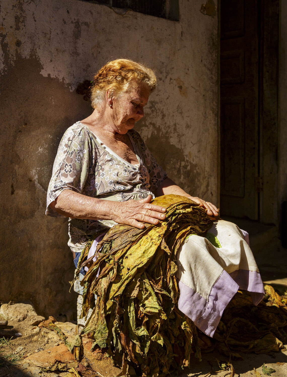 Mãos idosas destalam folhas de fumo