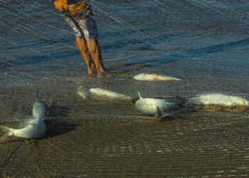 Ritos de Outono: A Pesca da Tainha na Ilha de Santa Catarina
