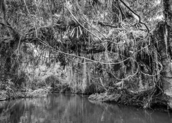Expedição Natureza da Ilha