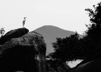O que vi da beira do mar