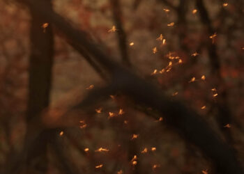 Procura-se – Eu não existo sem você