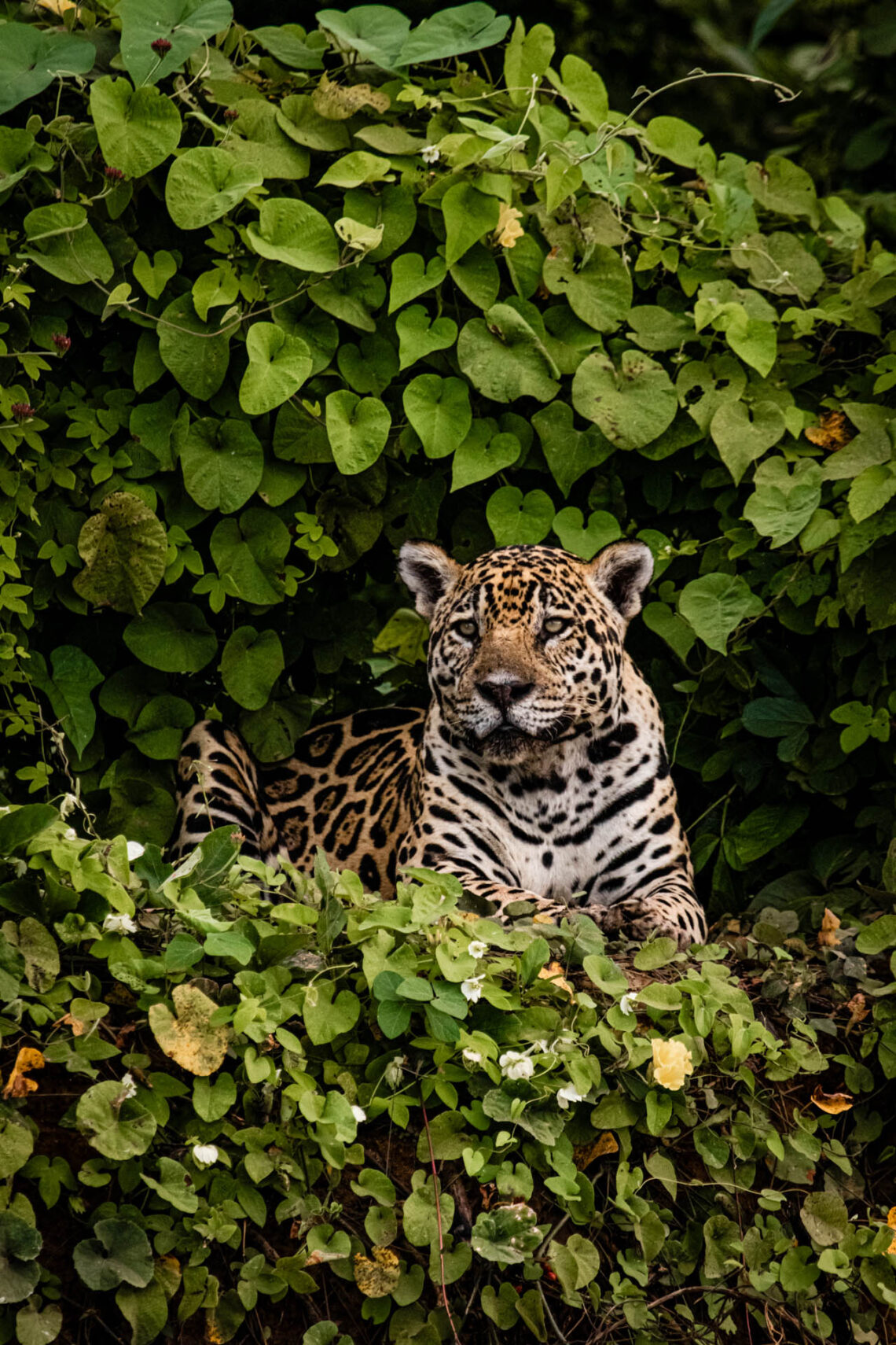 A rainha do Pantanal