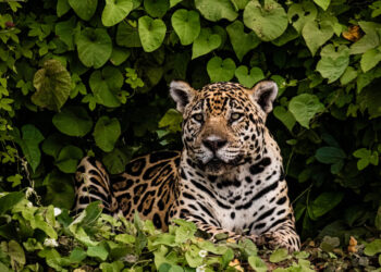 A rainha do Pantanal