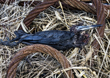 Vestigia Noctis Sine Locis