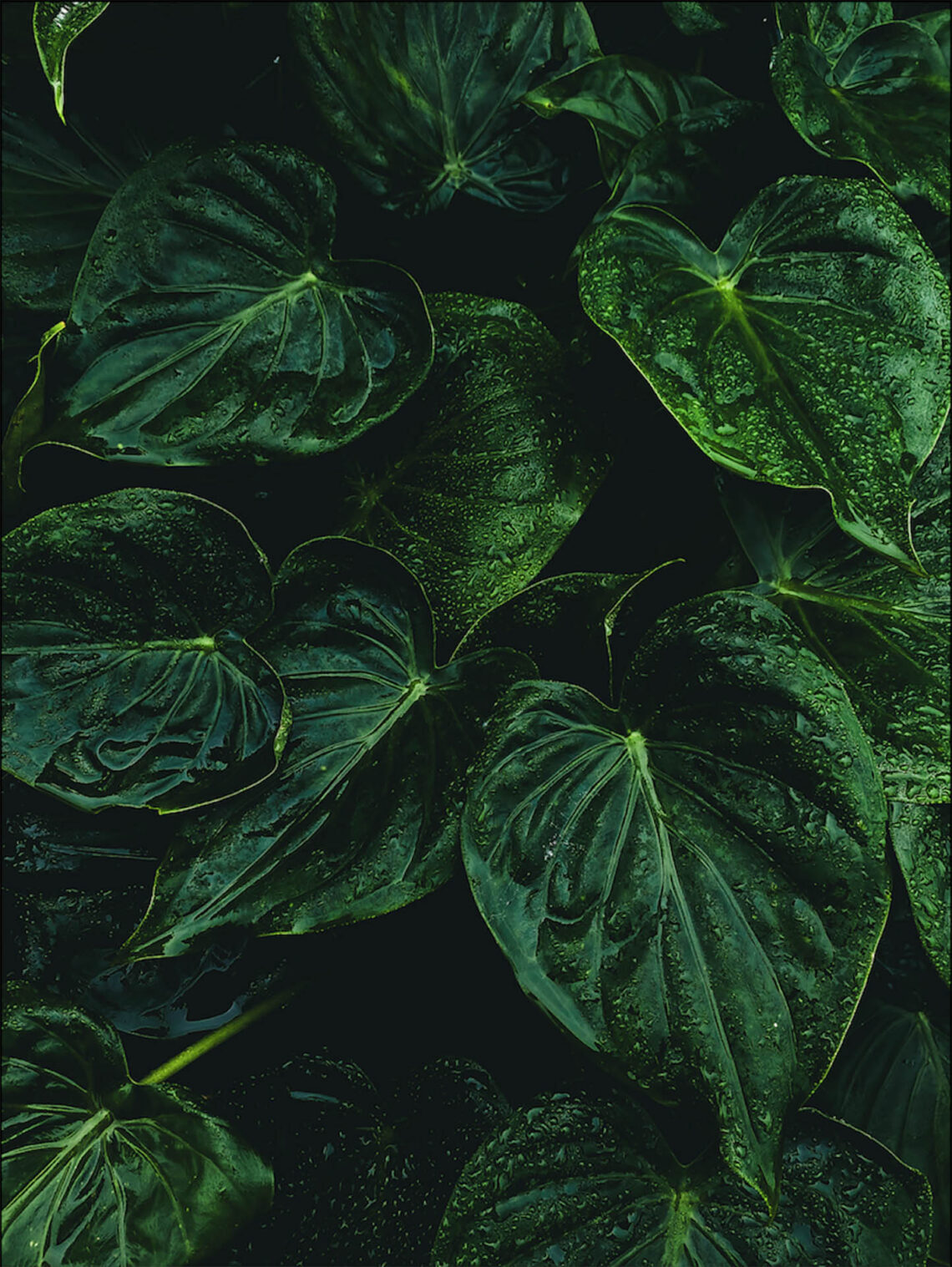 Refrescos da Natureza