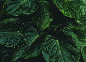 Refrescos da Natureza