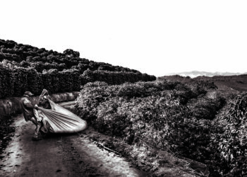 Cafés da Mantiqueira